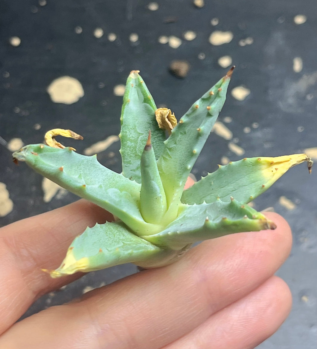 Agave utahensis var. eborispina