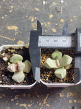 Load image into Gallery viewer, Lithops margaretae（each）
