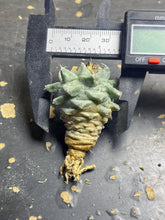 Load image into Gallery viewer, Turbinicarpus Alonsoi
