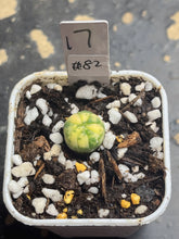 Load image into Gallery viewer, Astrophytum asterias Variegated
