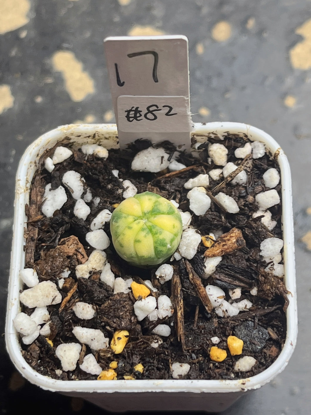 Astrophytum asterias Variegated