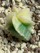 Load image into Gallery viewer, Astrophytum myriostigma variegated
