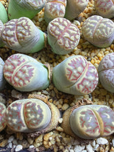 Load image into Gallery viewer, Lithops C124 Dorotheae（doubled head (
