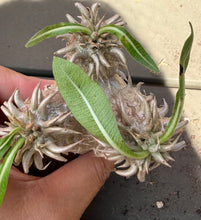 Load image into Gallery viewer, Pachypodium Brevicaule
