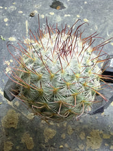 Load image into Gallery viewer, Mammillaria bombycina
