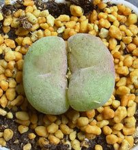 Load image into Gallery viewer, Conophytum concavum
