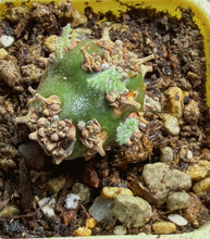 Load image into Gallery viewer, Sarcocaulon peniculinum

