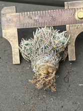 Load image into Gallery viewer, Escobaria cactus E.minima
