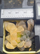 Load image into Gallery viewer, Haworthia variegated
