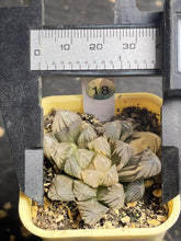 Load image into Gallery viewer, Haworthia variegated
