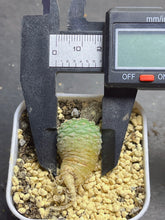 Load image into Gallery viewer, Strombocactus disciformis

