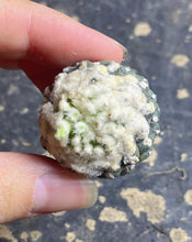 Load image into Gallery viewer, Copiapoa tenuissima
