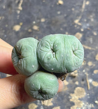 Load image into Gallery viewer, Lophophora peyote crested
