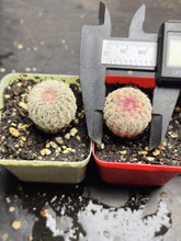 Load image into Gallery viewer, Echinocereus rigidissimus var.
