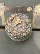 Load image into Gallery viewer, Euphorbia piscidermis
