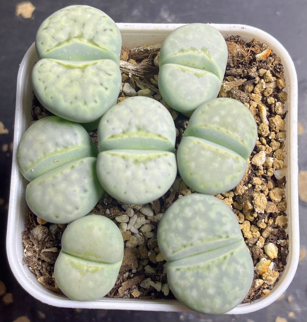 Lithops C297A 'Peppermint Creme