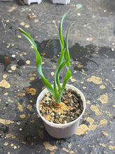 Load image into Gallery viewer, Albuca concordiana
