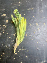 Load image into Gallery viewer, Cereus &#39;Fairy Castle&#39; f. variegata
