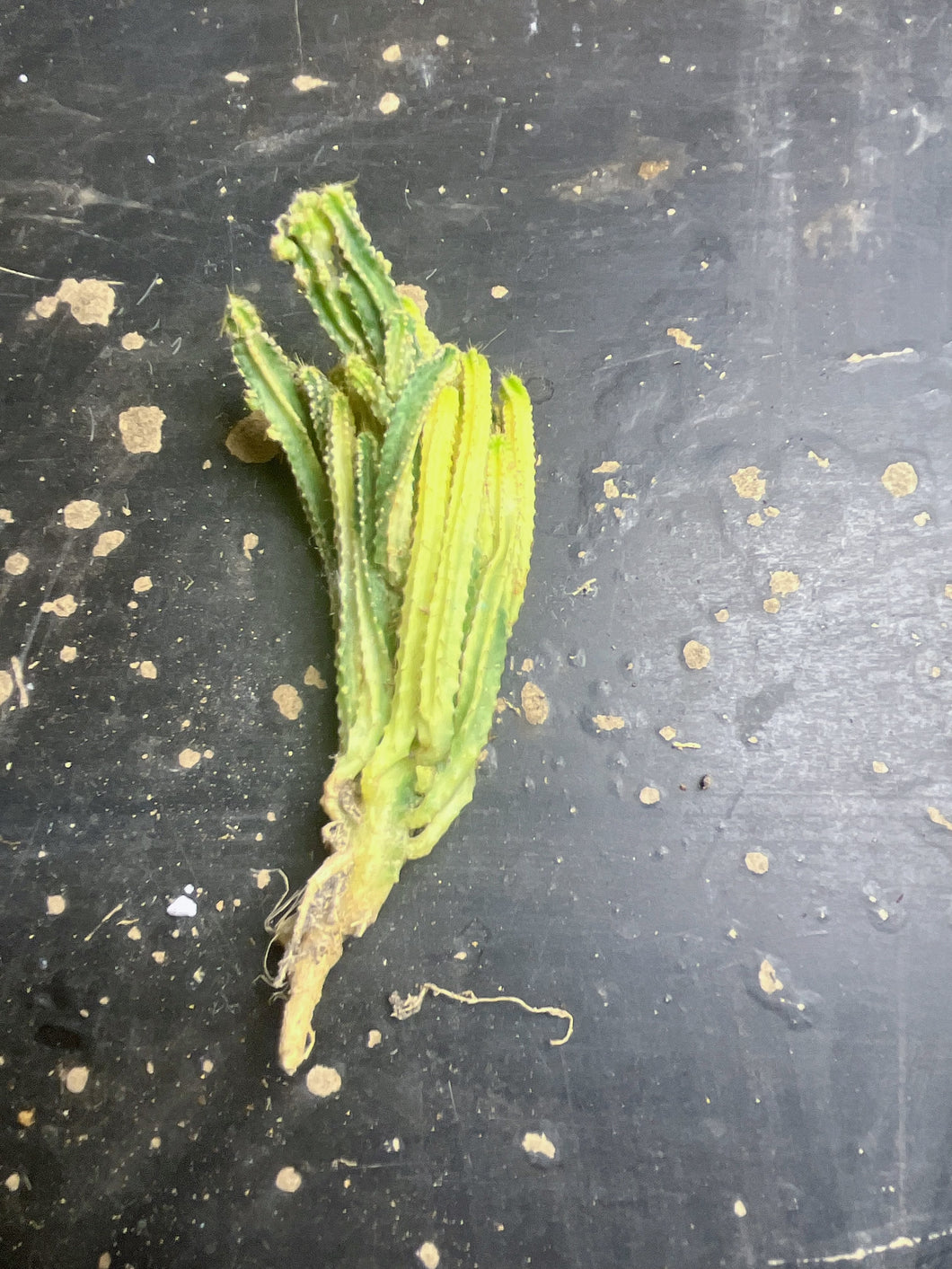 Cereus 'Fairy Castle' f. variegata