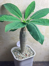Load image into Gallery viewer, Euphorbia ankarensis

