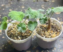Load image into Gallery viewer, Pelargonium mirabile（each）
