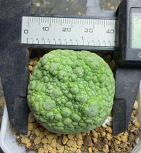Load image into Gallery viewer, Pseudolithos cubiformis
