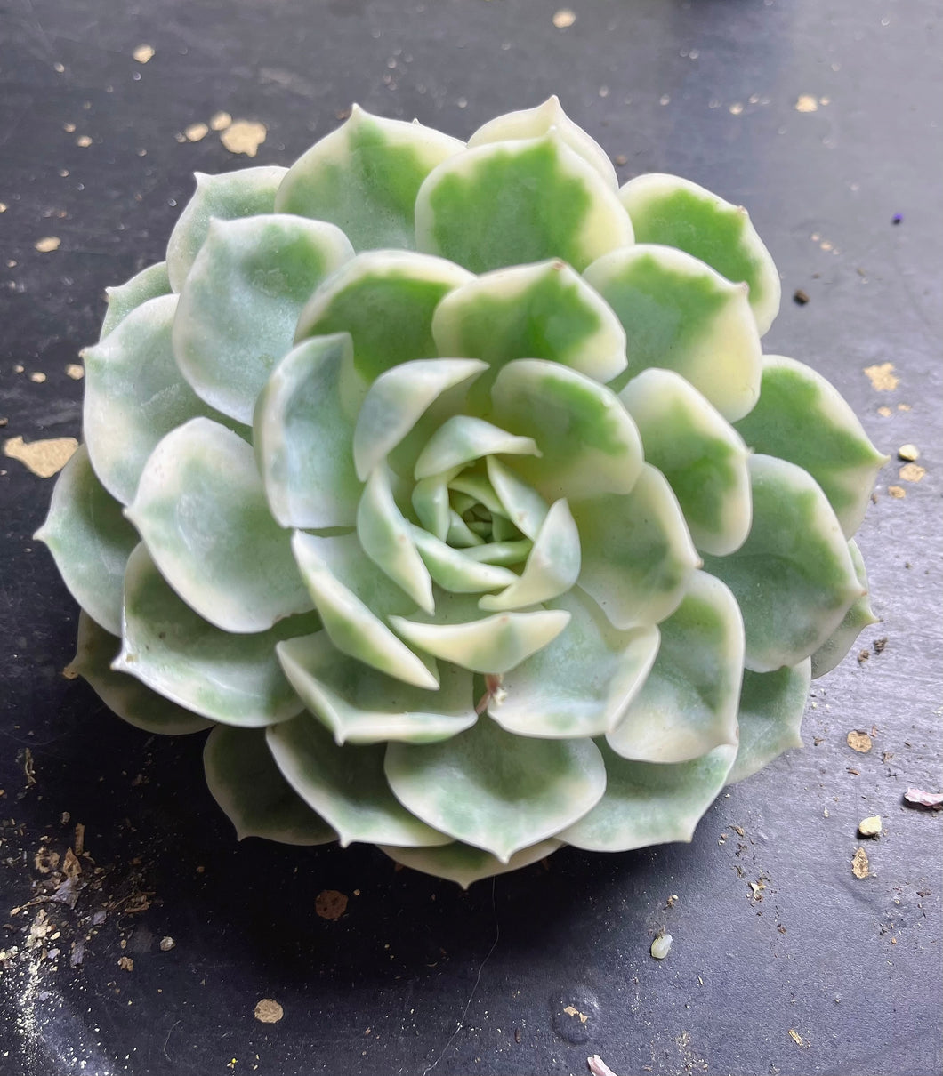 Echeveria cv. Onslow Variegata