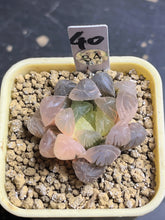 Load image into Gallery viewer, Haworthia variegated
