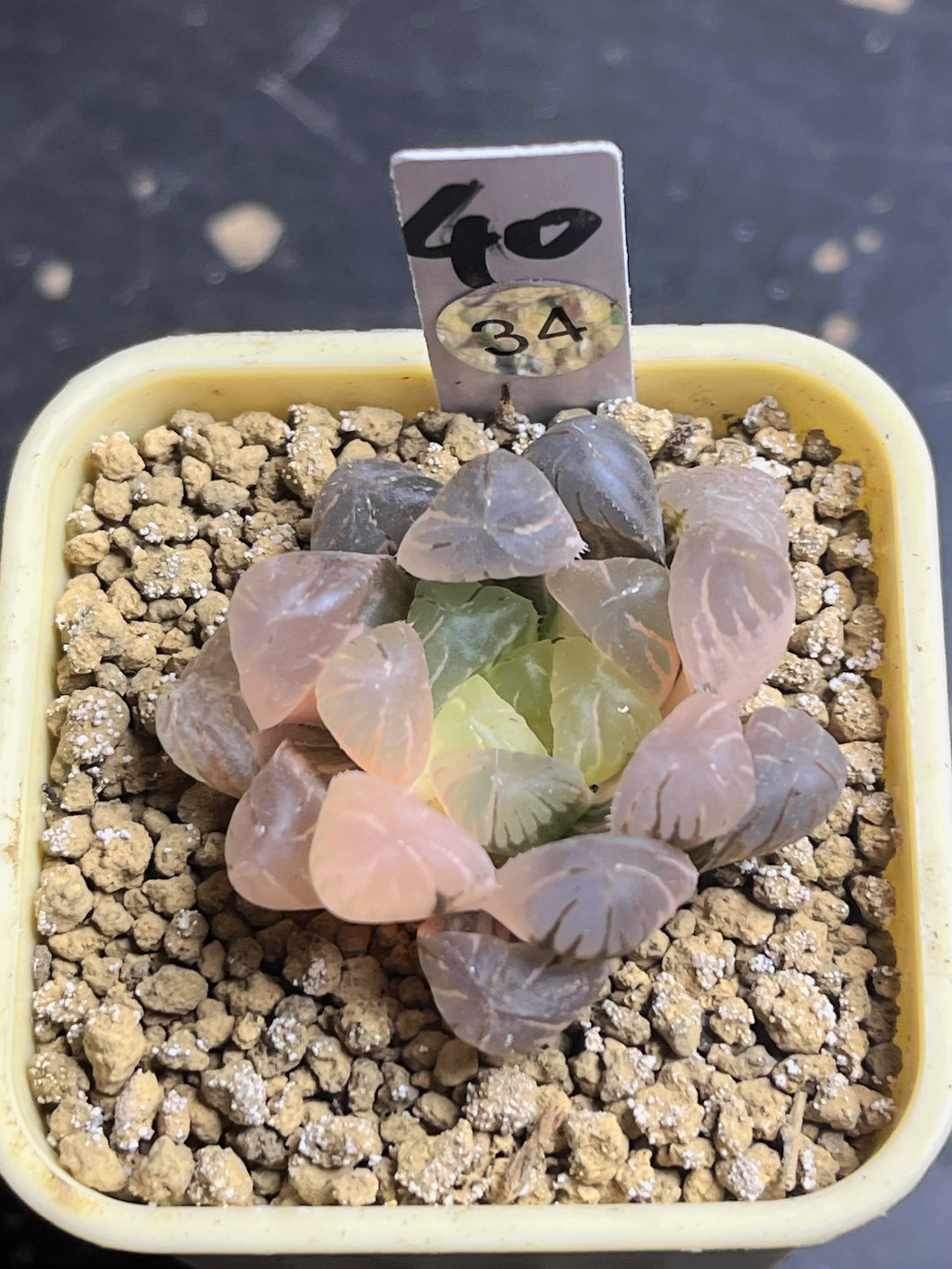 Haworthia variegated