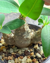 Load image into Gallery viewer, Euphorbia parvimedusae

