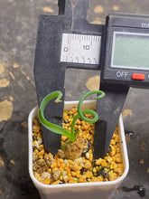 Load image into Gallery viewer, Albuca concordiana
