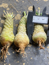 Load image into Gallery viewer, Dorstenia foetida （each)
