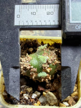 Load image into Gallery viewer, Sarcocaulon peniculinum

