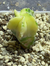 Load image into Gallery viewer, Astrophytum myriostigma variegated
