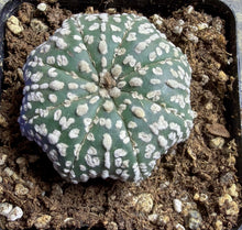 Load image into Gallery viewer, Astrophytum asterias（starfish）
