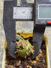 Load image into Gallery viewer, Sarcocaulon peniculinum
