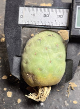 Load image into Gallery viewer, Tephrocactus geometricus

