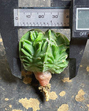 Load image into Gallery viewer, Astrophytum myriostigma cv. Onzuka f. tricostatum Fukuryiu
