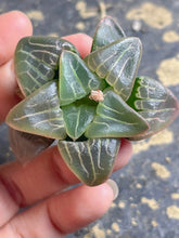 Load image into Gallery viewer, Haworthia
