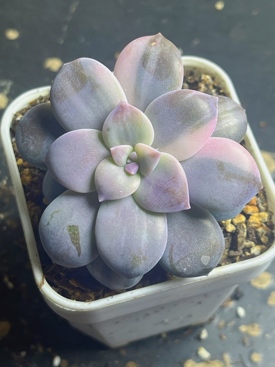 Graptopetalum superbum variegated