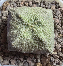Load image into Gallery viewer, Pseudolithos cubiformis

