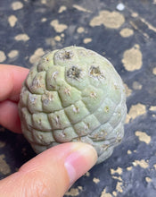 Load image into Gallery viewer, Tephrocactus geometricus
