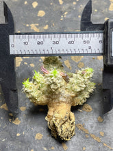 Load image into Gallery viewer, Euphorbia tulearensis
