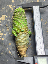 Load image into Gallery viewer, Euphorbia clandestina
