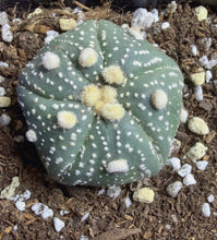 Load image into Gallery viewer, Astrophytum asterias
