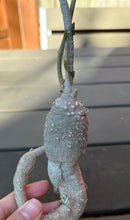 Load image into Gallery viewer, Fockea edulis

