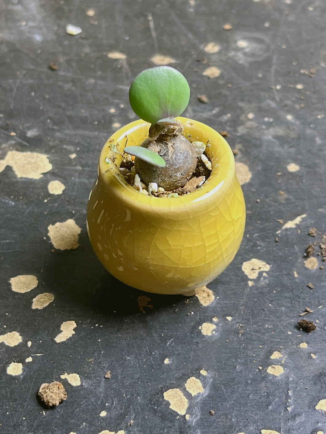 Othonna intermedia