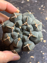Load image into Gallery viewer, Gymnocalycium stellatum
