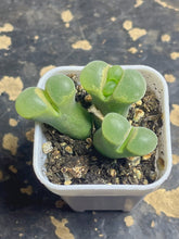 Load image into Gallery viewer, Conophytum Friedrichiae
