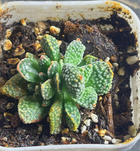 Load image into Gallery viewer, Crassula ausensis ssp.titanopsis
